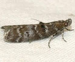 Attēlu rezultāti vaicājumam “Ortholepis betulae”