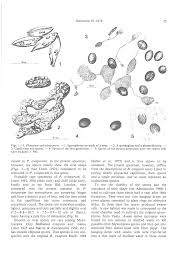 Attēlu rezultāti vaicājumam “Physarum ovisporum spores”