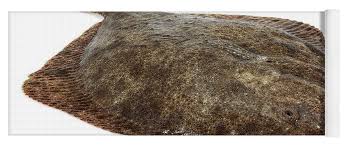 Image result for Scophthalmus maximus