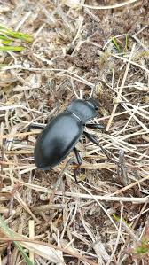 Attēlu rezultāti vaicājumam “Carabus glabratus”