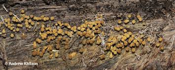 Attēlu rezultāti vaicājumam “Hemitrichia clavata stalked”