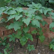 Attēlu rezultāti vaicājumam “Nicandra physalodes”