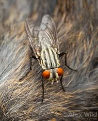Attēlu rezultāti vaicājumam “Sarcophagidae”