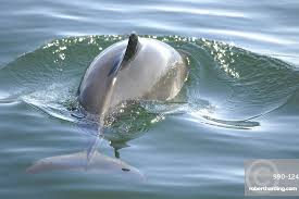 Image result for Phocoena phocoena