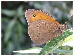 Attēlu rezultāti vaicājumam “Maniola jurtina male”