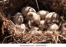 Attēlu rezultāti vaicājumam “Anas platyrhynchos eggs”