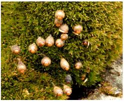 Attēlu rezultāti vaicājumam “Bryum pallens sporophyte”