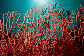 Le corail algérien 