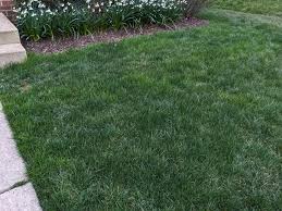 Attēlu rezultāti vaicājumam “Poa trivialis”