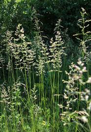 Attēlu rezultāti vaicājumam “Poa palustris”