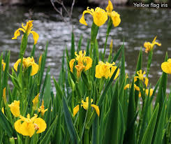 Attēlu rezultāti vaicājumam “Iris pseudacorus leaf”