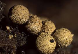 Attēlu rezultāti vaicājumam “Cribraria argillacea”