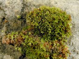 Attēlu rezultāti vaicājumam “Gyroweisia tenuis”