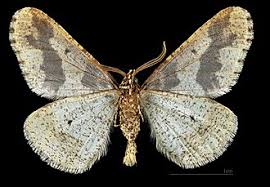 Attēlu rezultāti vaicājumam “Erannis defoliaria imago”