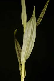 Attēlu rezultāti vaicājumam “Dactylorhiza majalis subsp. baltica flower”
