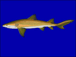 Image result for Negaprion brevirostris