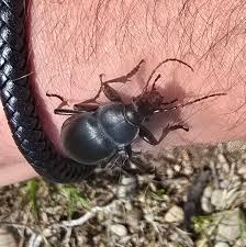 Attēlu rezultāti vaicājumam “Carabus glabratus”