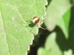 Attēlu rezultāti vaicājumam “Neottiura bimaculata”