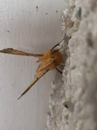 Attēlu rezultāti vaicājumam “Ennomos autumnaria male”