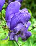 File:<b>Aconitum</b> napellus flower.jpg - Wikimedia Commons