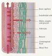 blood-brain barrier (