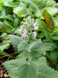 Image result for Nepeta cataria
