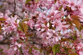 Attēlu rezultāti vaicājumam “Prunus (sakura)”