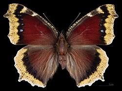 Attēlu rezultāti vaicājumam “Nymphalis antiopa underside”