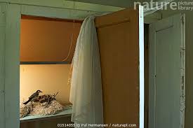 Attēlu rezultāti vaicājumam “Motacilla alba nest”