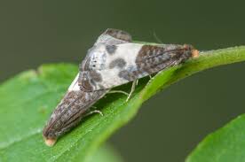 Attēlu rezultāti vaicājumam “Notocelia cynosbatella”