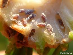 Attēlu rezultāti vaicājumam “Sacchiphantes abietis”