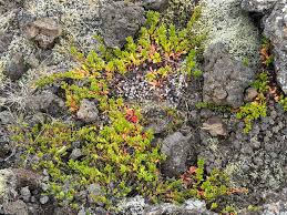 Attēlu rezultāti vaicājumam “Hylocomiastrum umbratum”