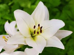 Image result for Lilie