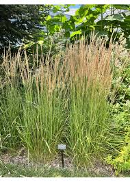 Attēlu rezultāti vaicājumam “Calamagrostis canescens”