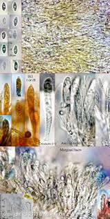 Attēlu rezultāti vaicājumam “Hyphodiscus hymeniophilus”