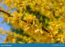 Attēlu rezultāti vaicājumam “Forsythia viridissima flower”
