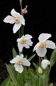 Image result for Meconopsis betonicifolia alba
