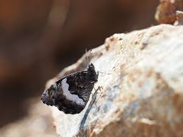 Attēlu rezultāti vaicājumam “Hipparchia alcyone”