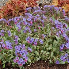 Image result for Pulmonaria Silverado
