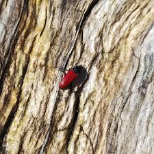 Attēlu rezultāti vaicājumam “Ampedus sp.”