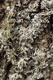 Attēlu rezultāti vaicājumam “Anaptychia ciliaris”