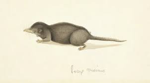 Attēlu rezultāti vaicājumam “Sorex sp.”