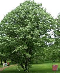 Attēlu rezultāti vaicājumam “Tilia”