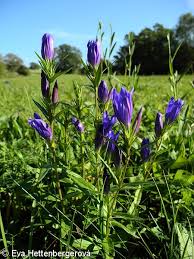 Attēlu rezultāti vaicājumam “Gentiana pneumonanthe leaf”