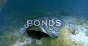 Image result for Bathytoshia brevicaudata