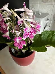 Image result for Streptocarpus