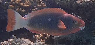 Image result for Chlorurus perspicillatus