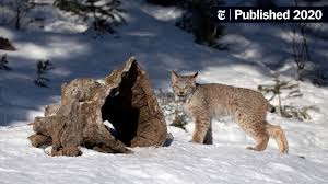 Afbeeldingsresultaat voor lynx