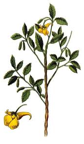 Attēlu rezultāti vaicājumam “Impatiens noli-tangere”