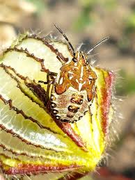 Attēlu rezultāti vaicājumam “Carpocoris sp. nymph”